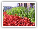 Green Kare Landscaping - Maintenance